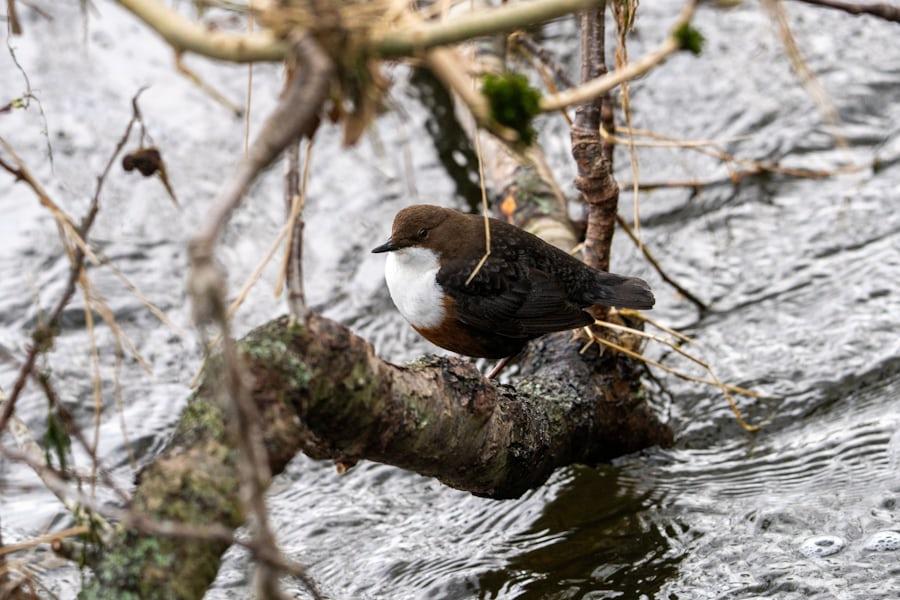 Eine Wasseramsel – ein rundlicher, brauner Vogel, mit weißem Fleck unterm Schnabel – sitzt auf einem Ast über dem Wasser