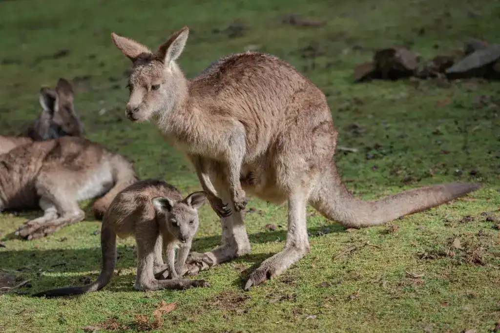 Ein junges Känguru neben seiner Mutter