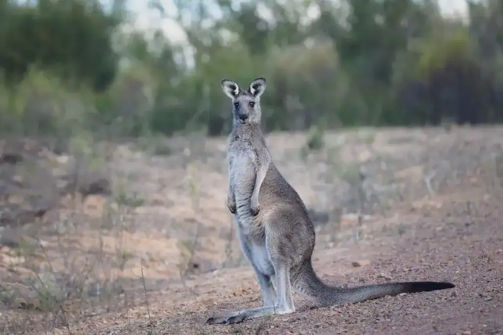 ein gräuliches Känguru in einer Steppenlandschaft