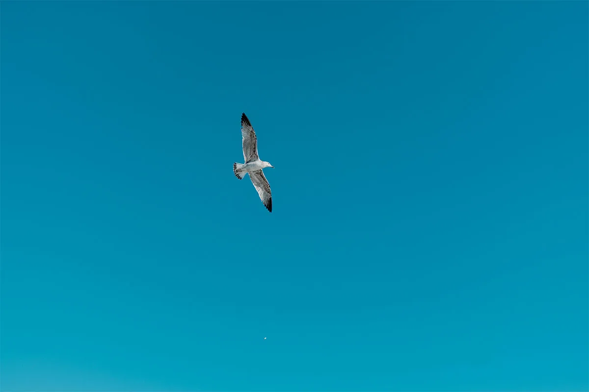 Eine Möve fliegt weg