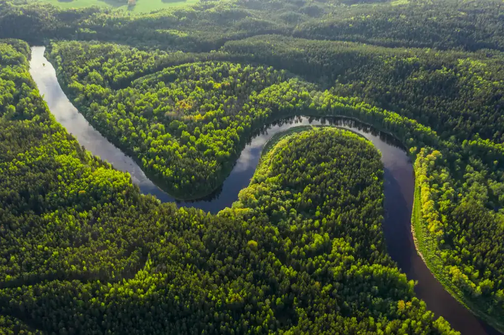 Luftaufnahme eines dichten, grünen Waldes, durch den sich ein Fluss schlängelt