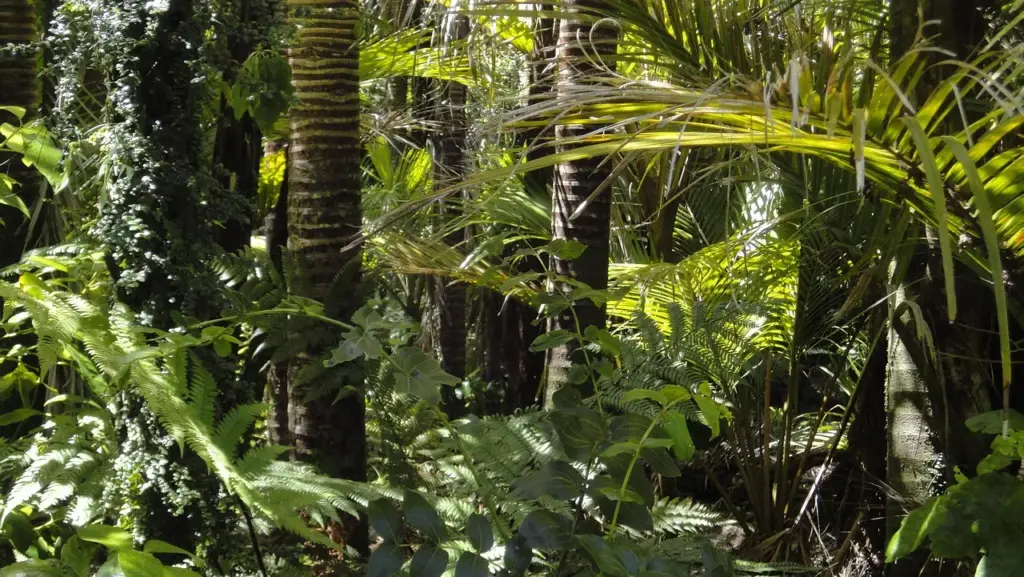 Blick in den Regenwald mit verschiedenen Bäumen