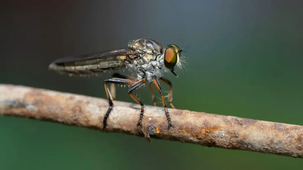 eine Fliege sitzt auf einem Ast