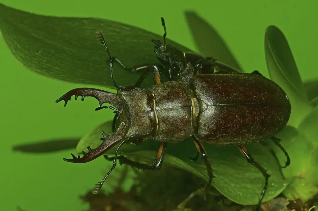 Ein bräunlicher Käfer mit großen Mundwerkzeugen auf grünen Blättern