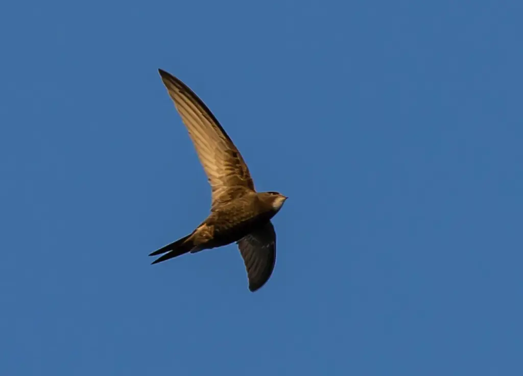 ein bräunlicher Vogel mit schmalen, spitz zulaufenden Flügeln und gegabeltem Schwanz in der Luft