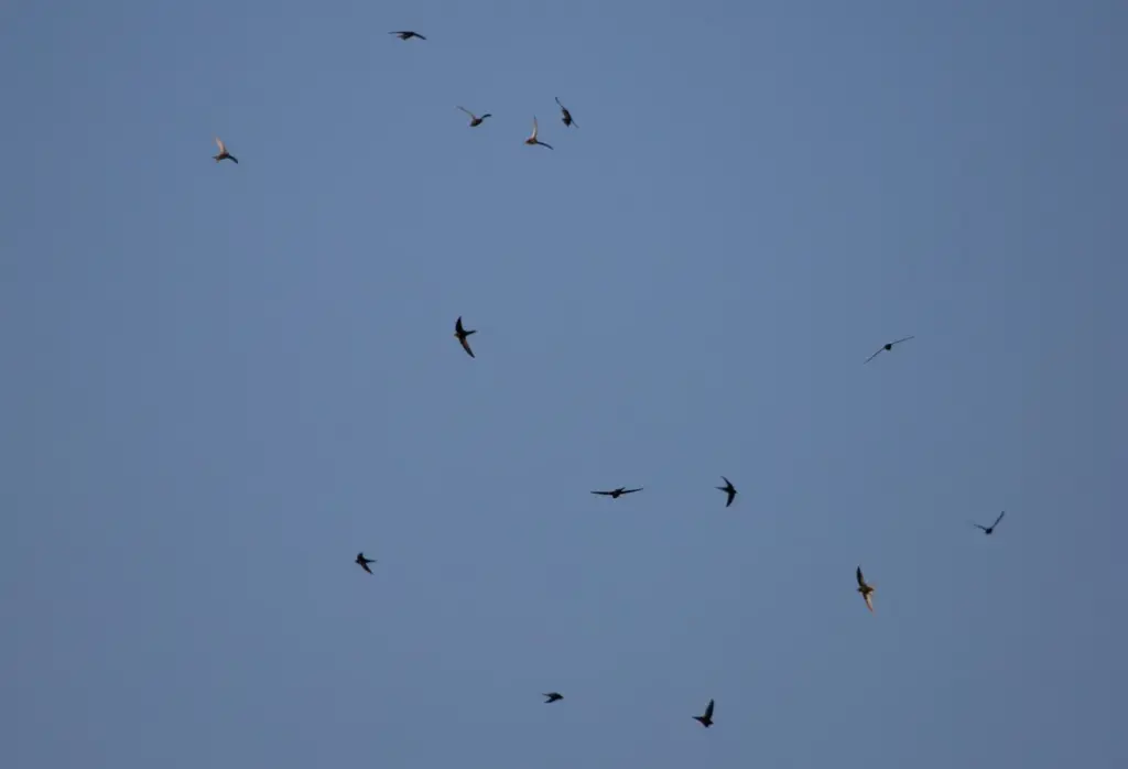 ein Schwarm Vögel in der Luft vor blauem Himmel