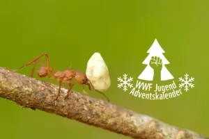 Eine Ameise trägt einen runden Klumpen, der fast so groß ist wie sie, einen Astentlang. Daneben ist ein Logo in Form eines Nadelbaums mit einer gereckten Faust davor. Darunter steht der Schriftzug: WWF Jugend Adventskalender