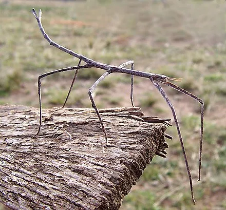 eine Gespenstschrecke auf einem Stück Holz. Das Tier sieht aus wie ein Ast