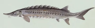 Stör