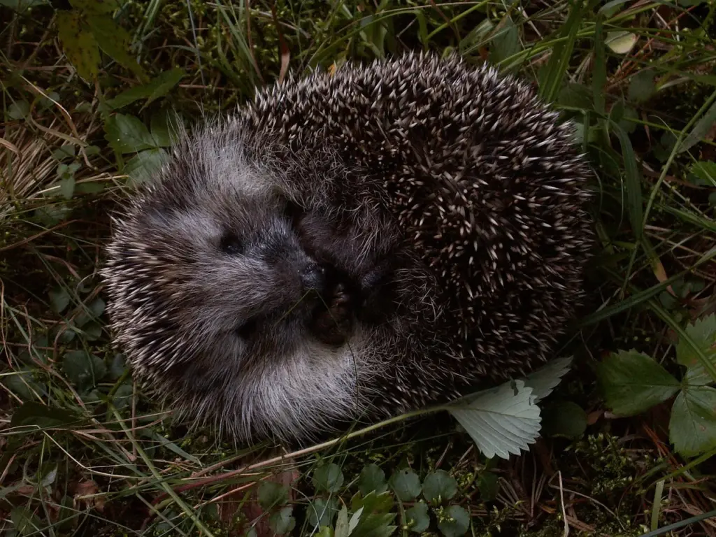ein zusammengerollter Igel im Gras