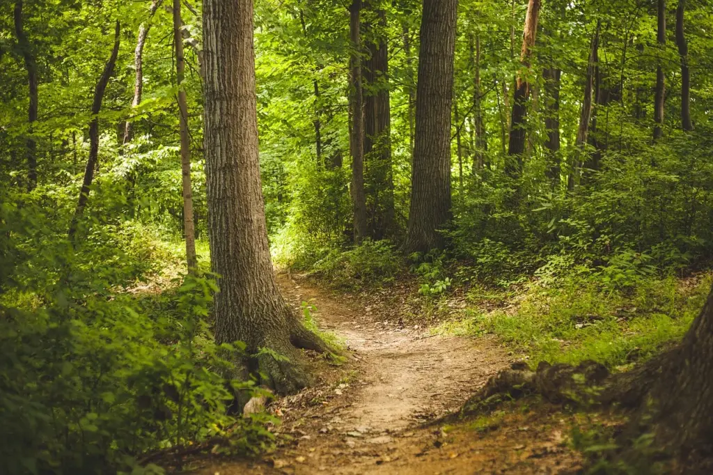 ein schmaler Pfad führt durch einen grünen Wald