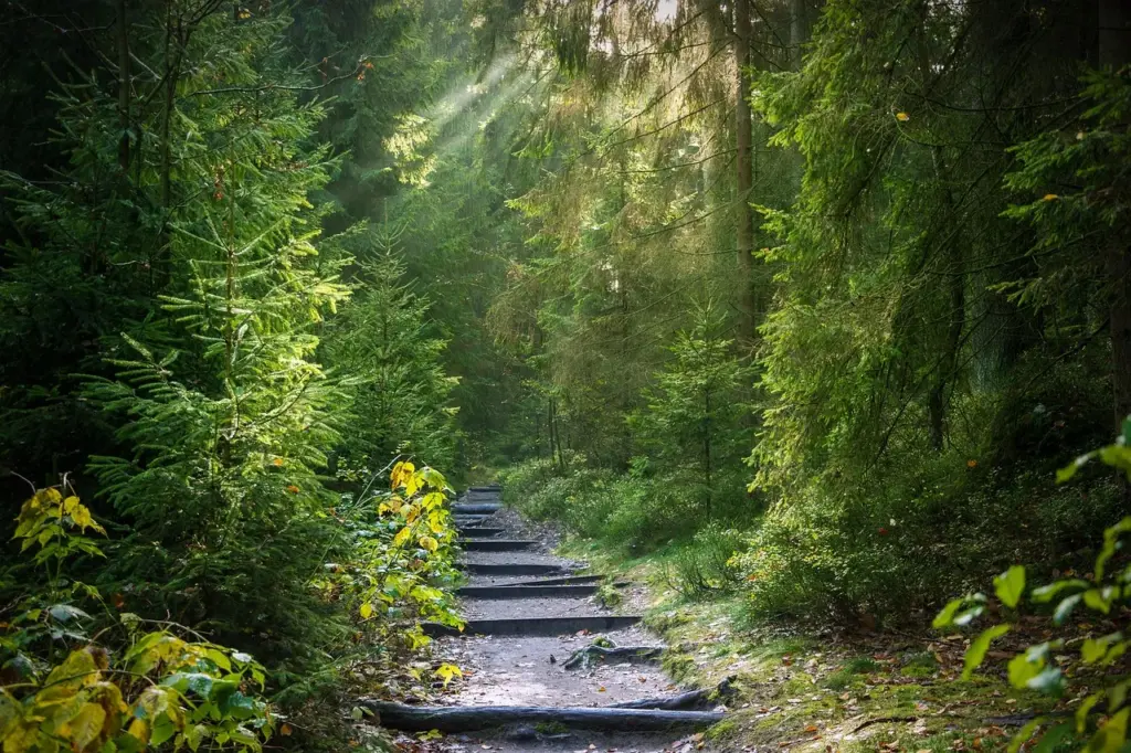 ein Weg führt durch einen Mischwald, durch den die Sonnenstrahlen scheinen