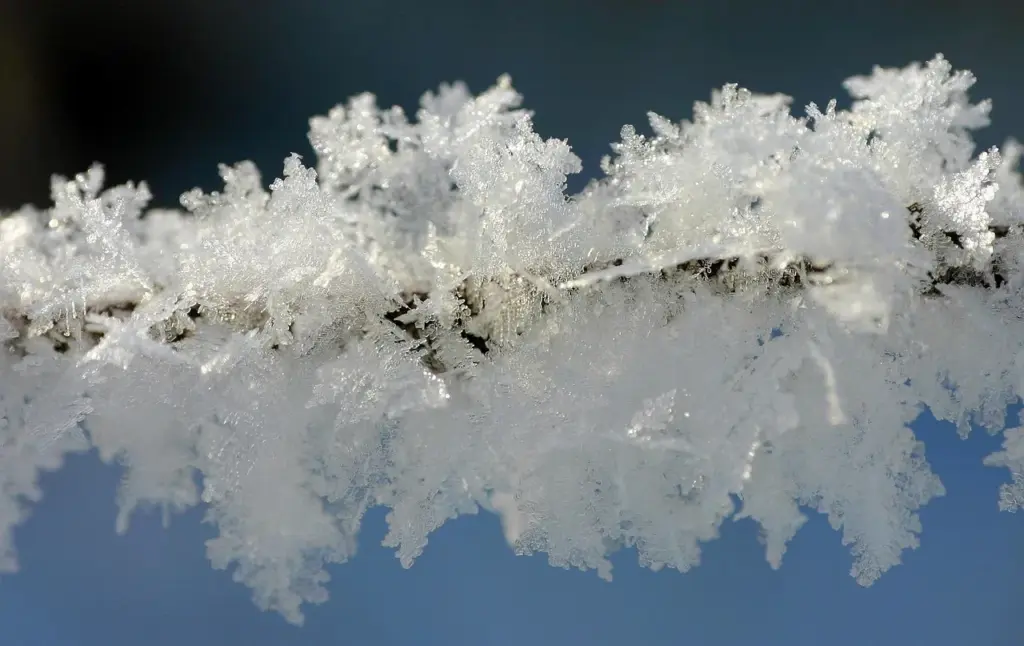 ein Ast, auf dem sich viele Eiskristalle gebildet haben