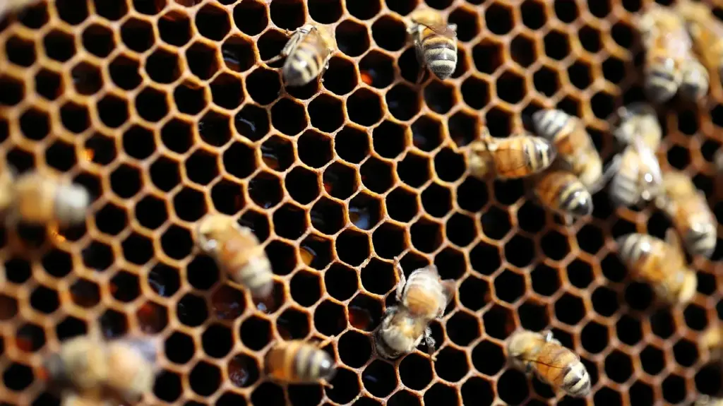Bienen auf einer Wabe, an der man die Sechsecke gut erkennen kann