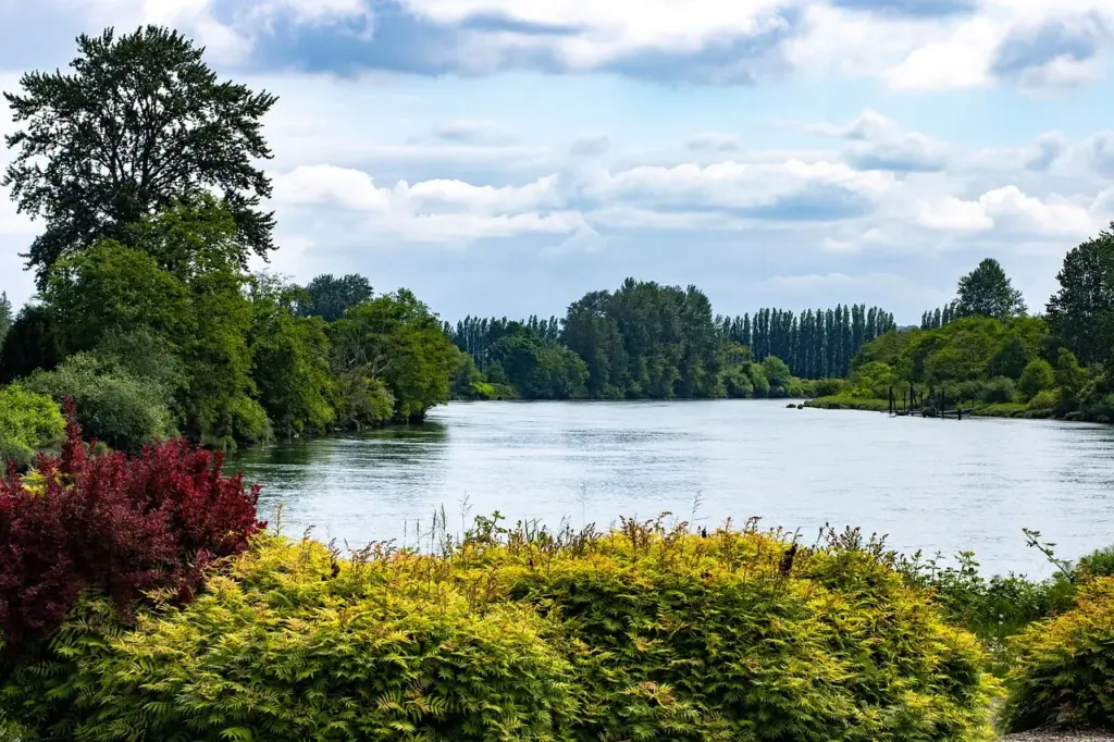 Ein Fluss inmitten von Bäumen und Büschen