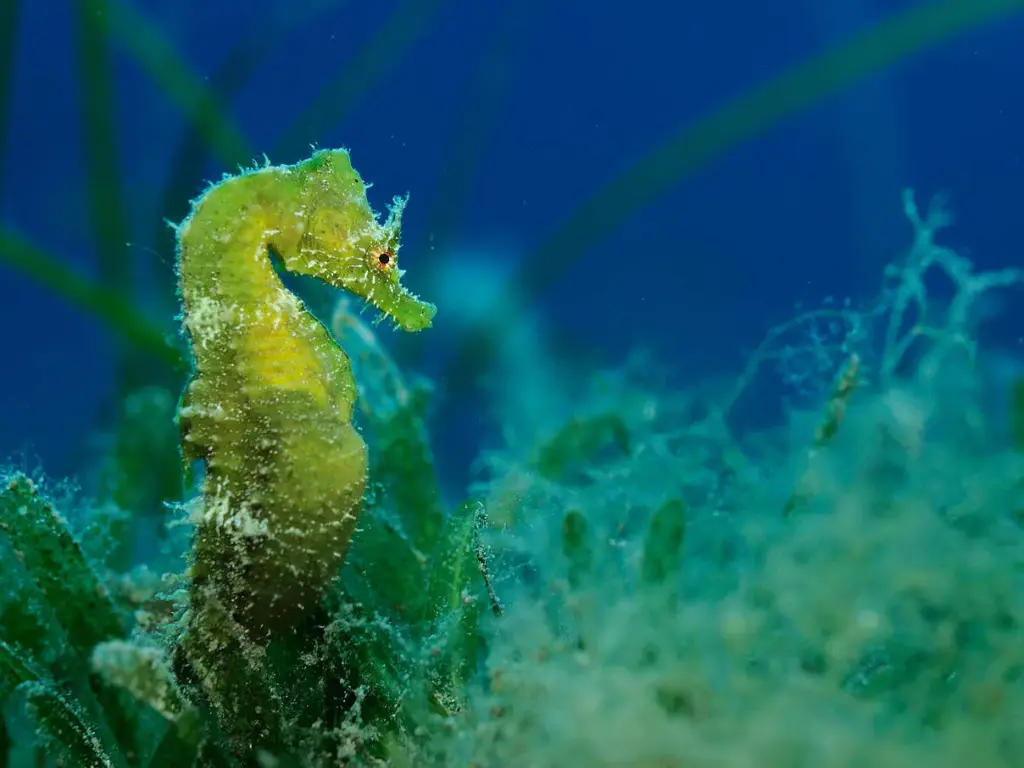 Kurzschnäuziges Seepferdchen im Mittelmeer bei Malta