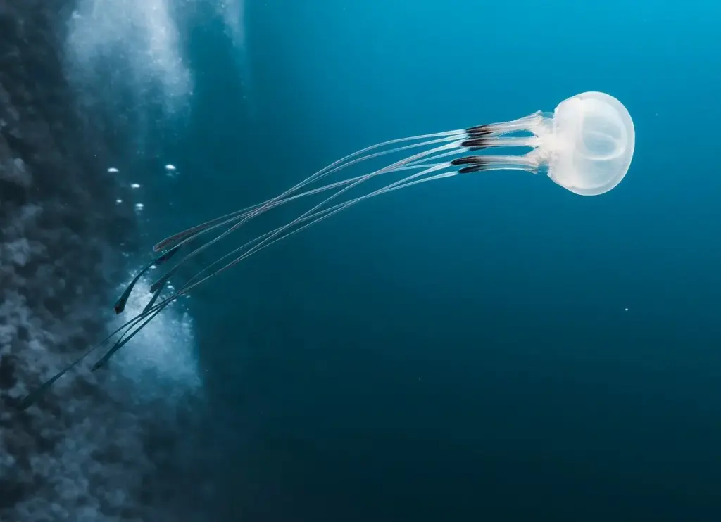 eine weißliche Qualle schwimmt im Meer