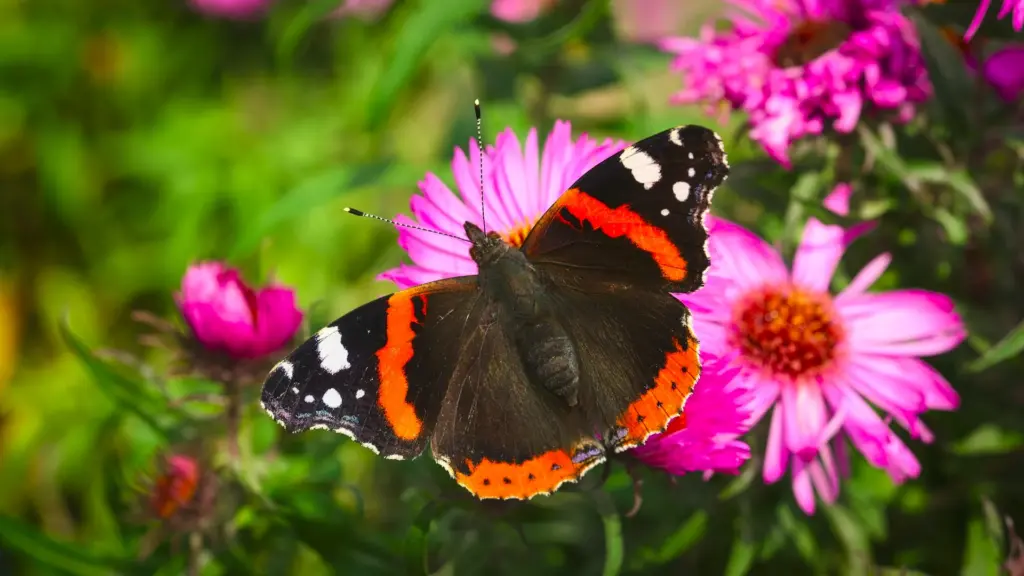 ein rot-schwarzer Schmetterling sitzt auf einer lila Blume