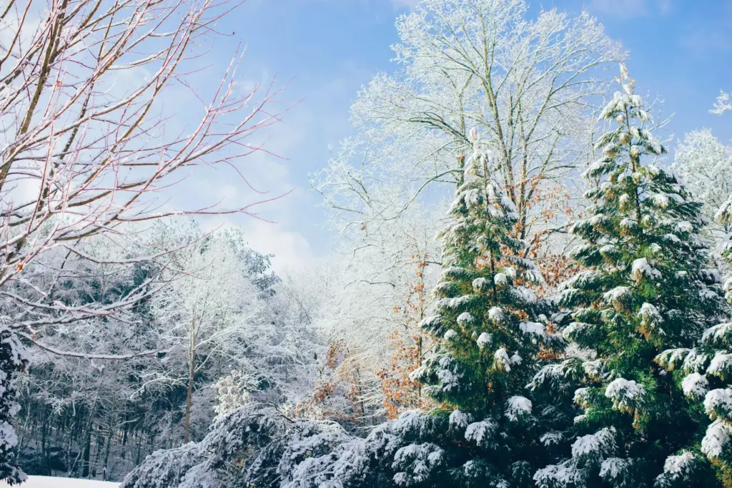 eine verschneite Landschaft mit Bäumen, im Hintergrund blauer Himmel