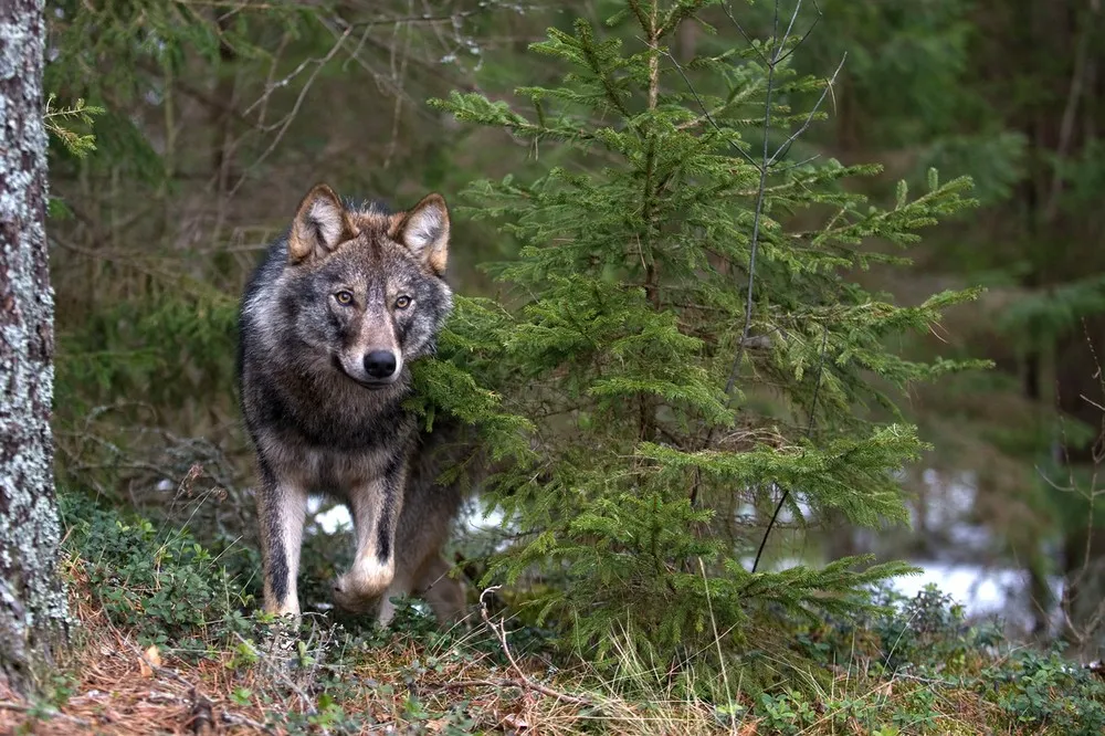 Ein Wolf schleicht an einer Fichte vorbei.