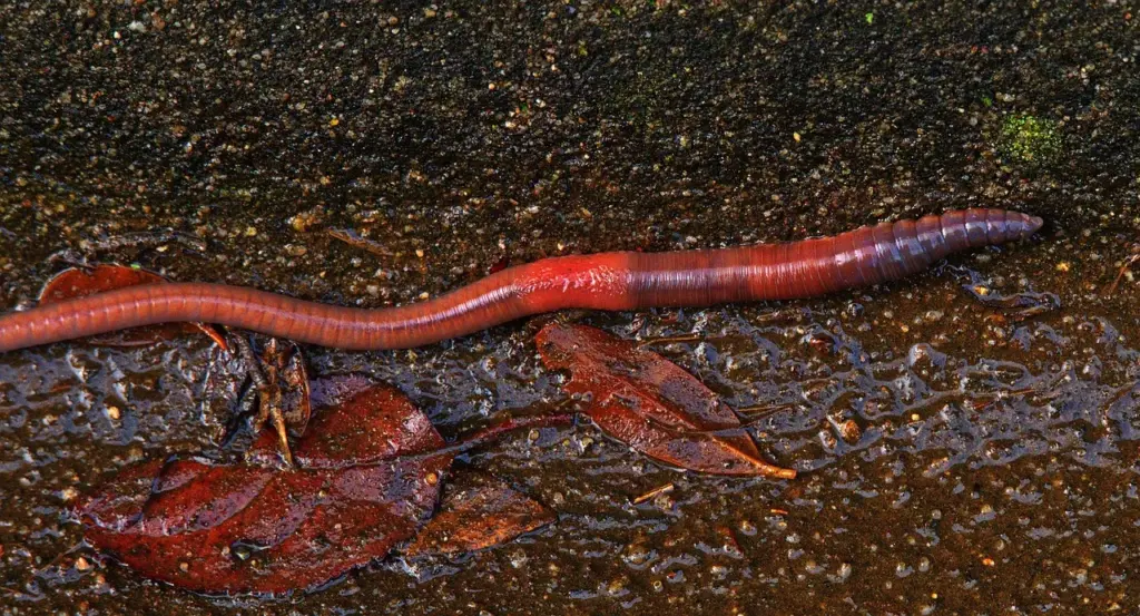 ein rotbrauner Regenwurm auf feuchter Erde