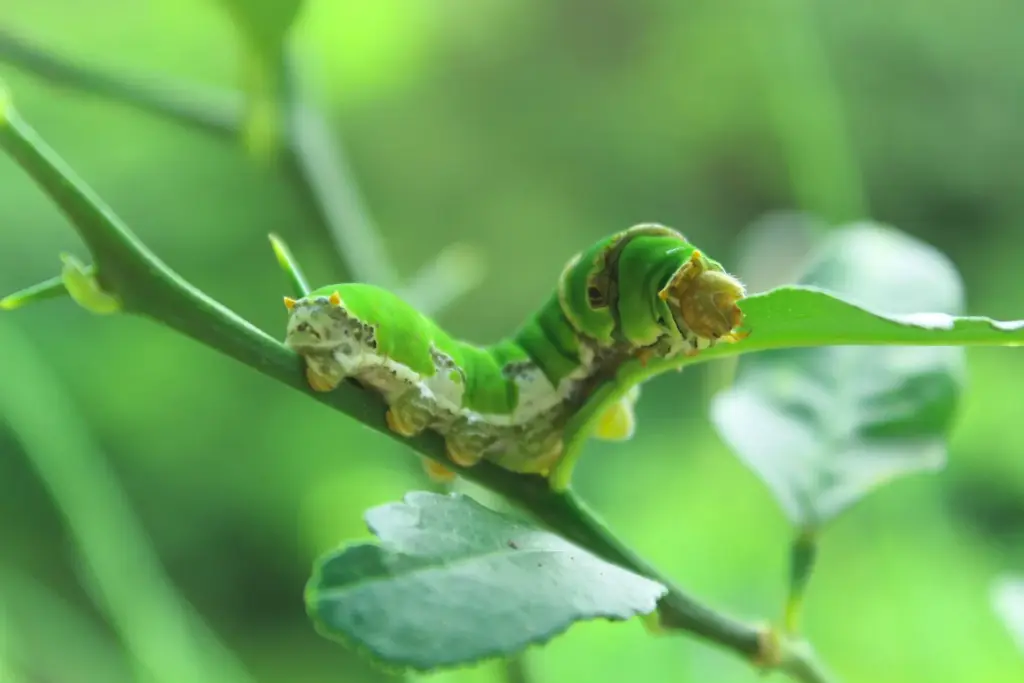 eine Schmetterlingsraupe auf einem grünen Ast