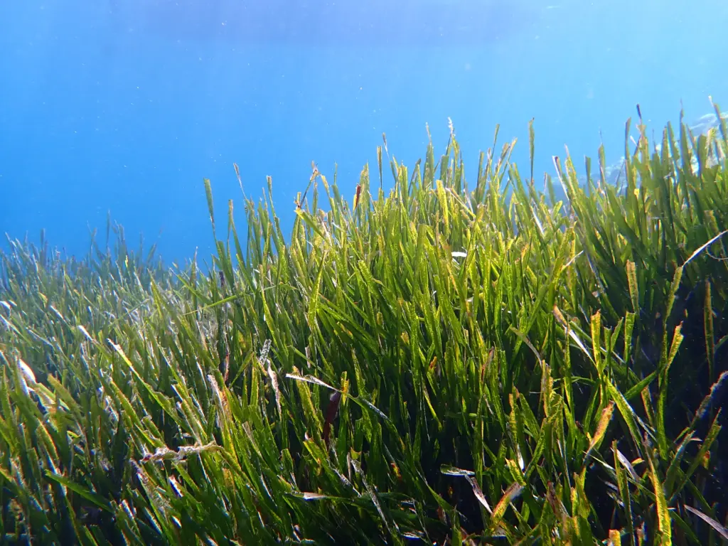 grünes Neptungras in einer Unterwasser-Aufnahme