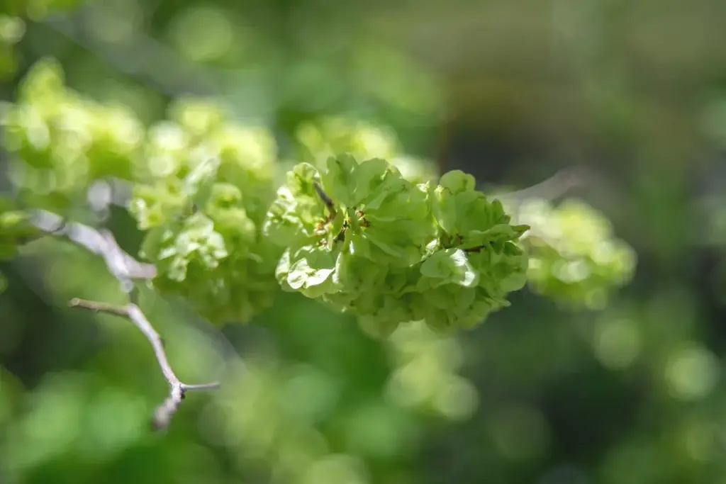 Nahaufnahme eines Astes mit Lindenblüten