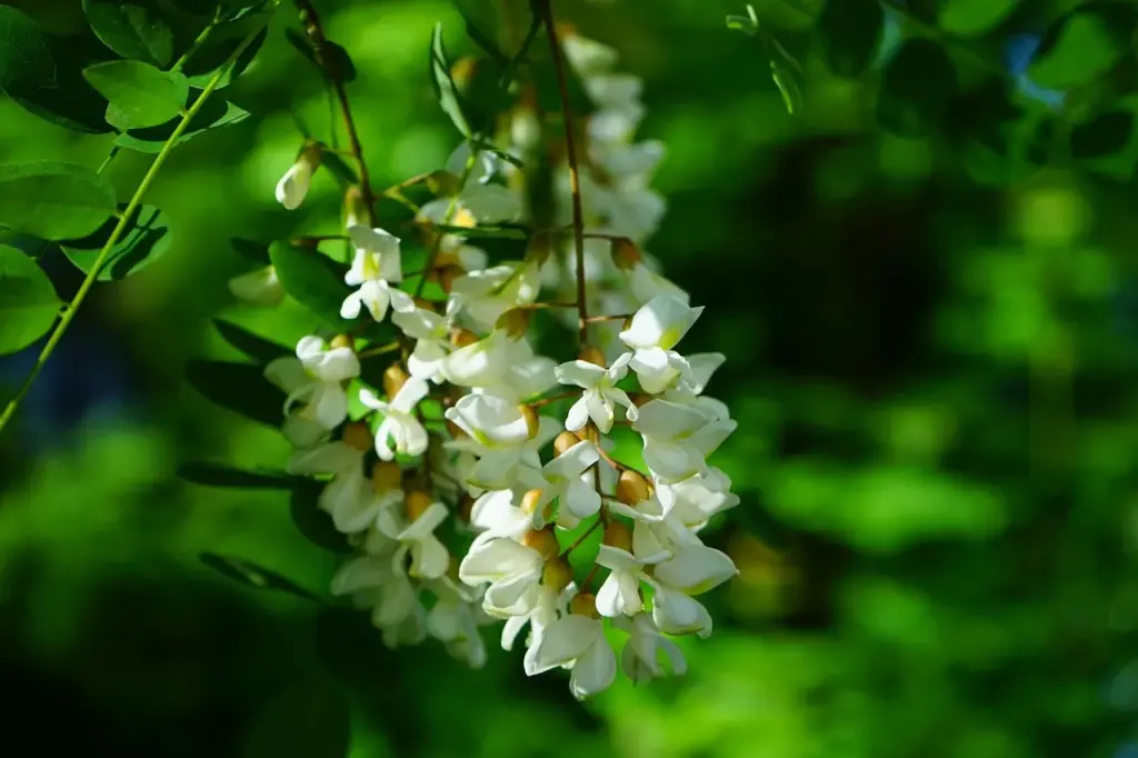 eine Rispe mit hängenden, weißen Blüten an einem Baum