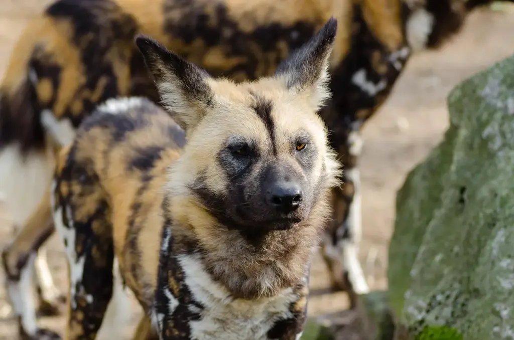 Nahaufnahme eines afrikanischen WIldhundes mit großen Ohren und typischer Fellzeichnung