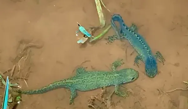 Das Bild zeigt zwei Bergmolche - ein Männchen und ein Weibchen - im Wasser.