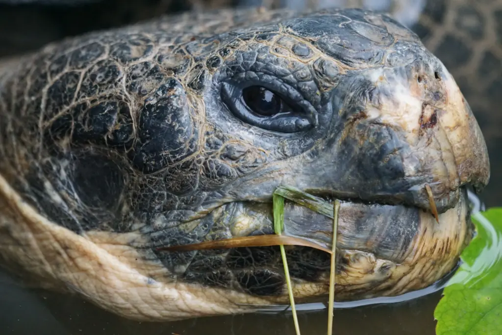 Nahaufnahme eines Schildkrötenkopfes. AUs dem Mund hängen einige Grashalme.