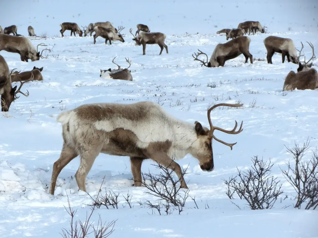 eine Herde Rentiere im Schnee