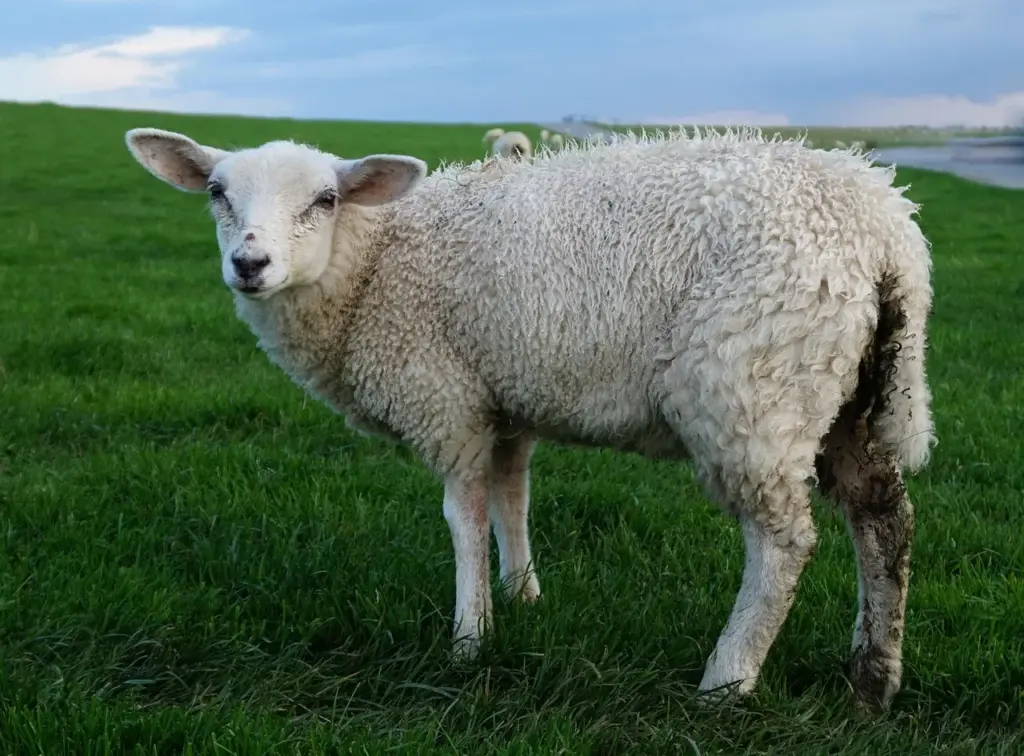 Nahaufnahme eines Schafes auf einem Deich